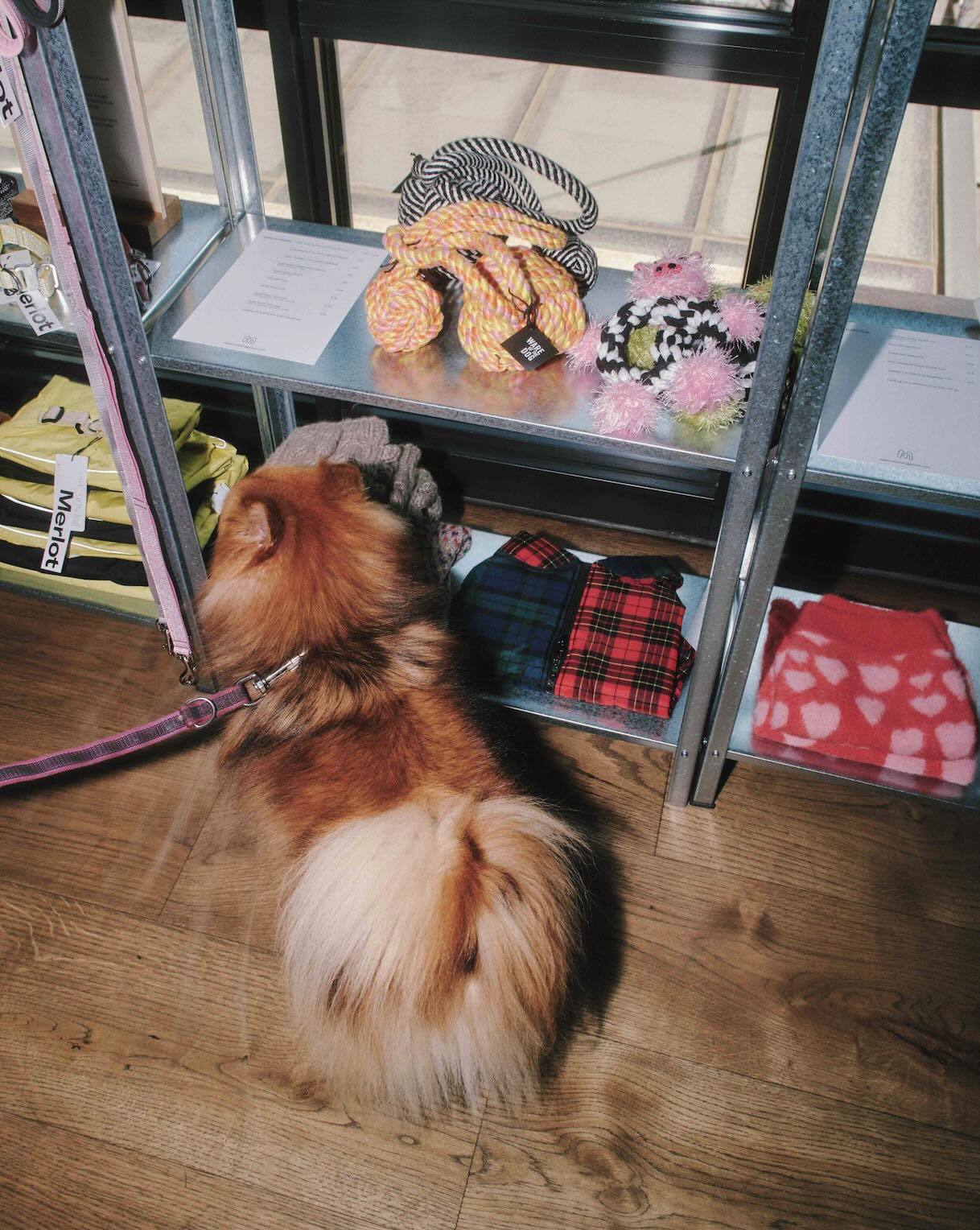 Perros en The Hoxton